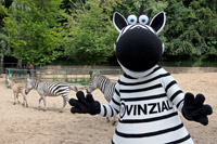 Zebras unter sich: Hein Daddel war zu Besuch bei den Böhm-Zebras im Tierpark Gettorf. Zebras unter sich: Hein Daddel war zu Besuch bei den Böhm-Zebras im Tierpark Gettorf.